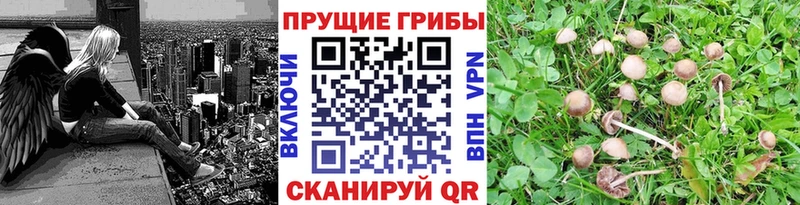 что такое   Красновишерск  Галлюциногенные грибы Magic Shrooms 